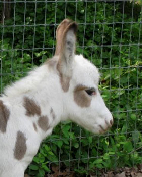 Critter Haven Farm Miniature Donkeys